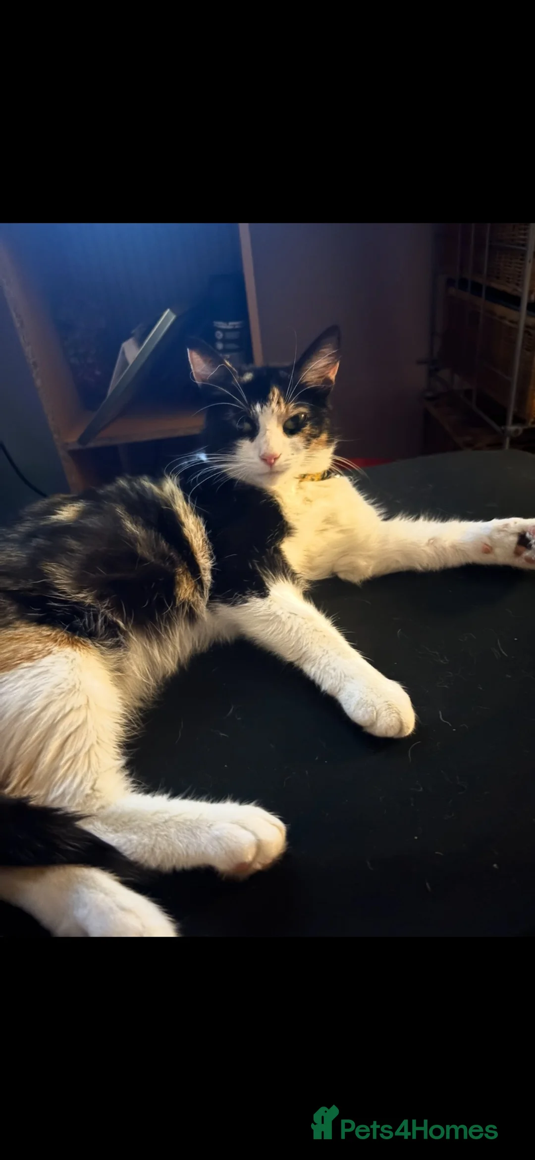 Mixed Breed cats for sale: Lovely Family Cat in Liverpool - Advert 2