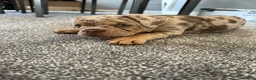 Mixed Breed dogs for sale: Ready to leave gorgeous French/ English bulldog  - Advert 4