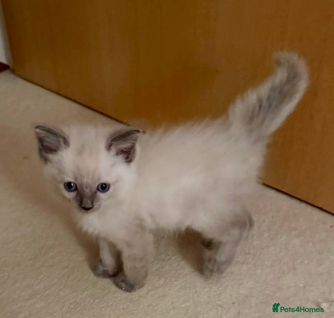 Ragdoll cats for sale: Exquisite Ragdoll Kittens Available - Advert 10