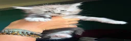 Maine Coon cats for sale: Maine Coons with Tests, Papers, Vet Checks & Vacc. - Advert 15
