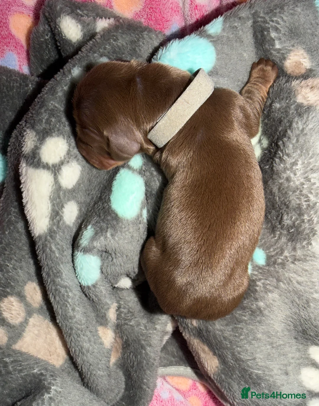 Miniature Dachshund dogs for sale: Miniature dachshund pups - Advert 15