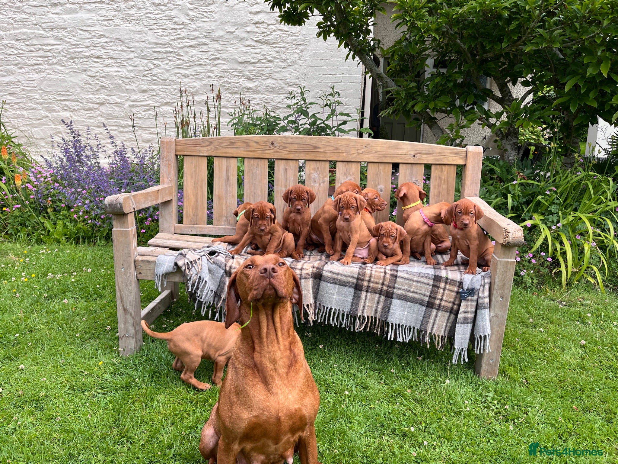 Hungarian Vizsla dogs KC Vizsla Pups  - Advert 1
