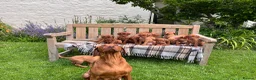 Hungarian Vizsla dogs for sale: KC Vizsla Pups  - Advert 4