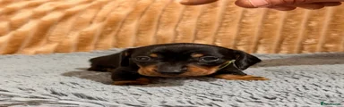 Miniature Dachshund 2