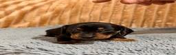 Miniature Dachshund dogs for sale: Beautiful Black & Tan Miniature Dachshund Puppies - Advert 9