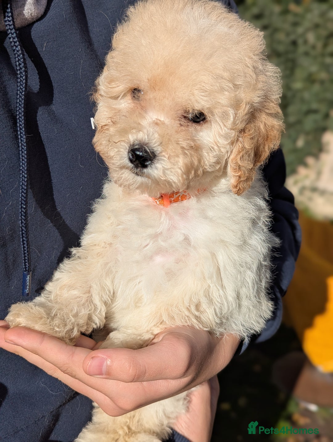 Miniature Poodle dogs for sale: Ready now Kc reg mini poodle pups for sale  - Advert 18