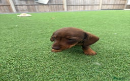 Miniature Dachshund dogs for sale: MINITURE DACHSHUNDS  - Image 13