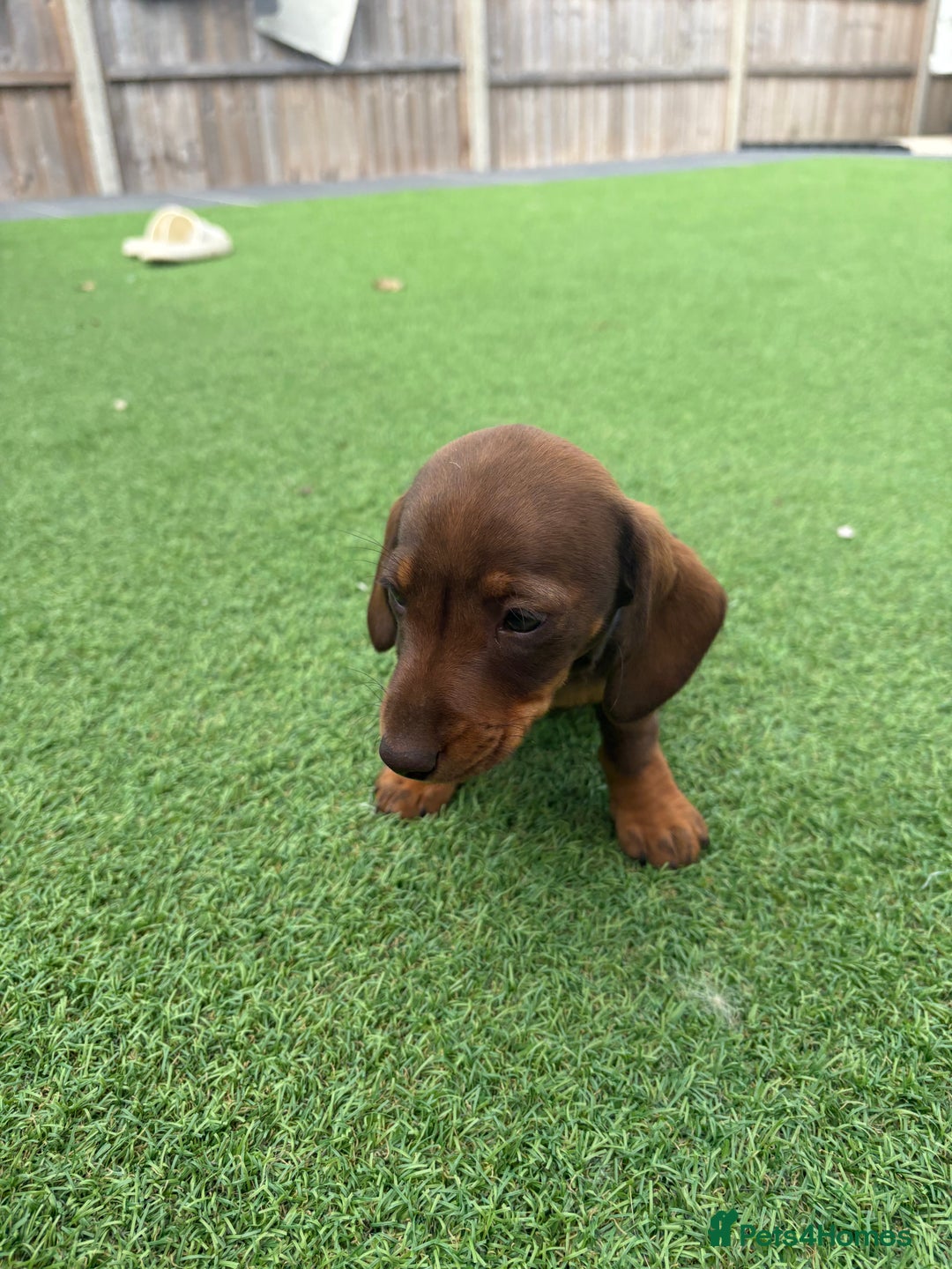 Miniature Dachshund dogs for sale: MINITURE DACHSHUNDS  - Image 13