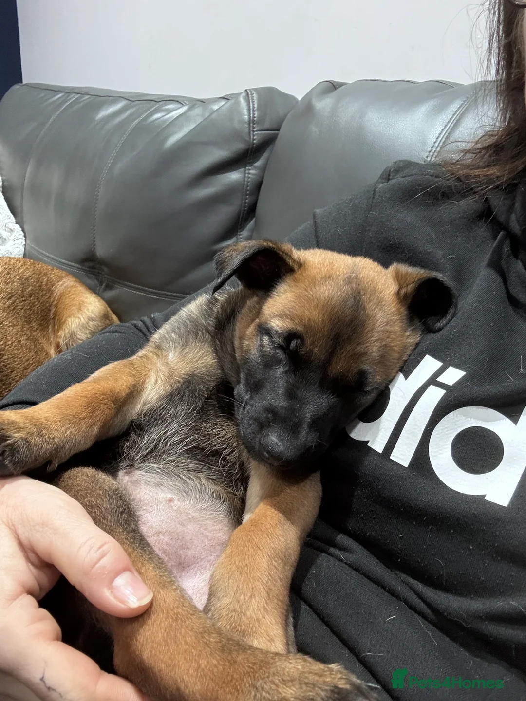 Belgian Shepherd Dog dogs for sale: Belgian Malinois Puppies - Advert 22