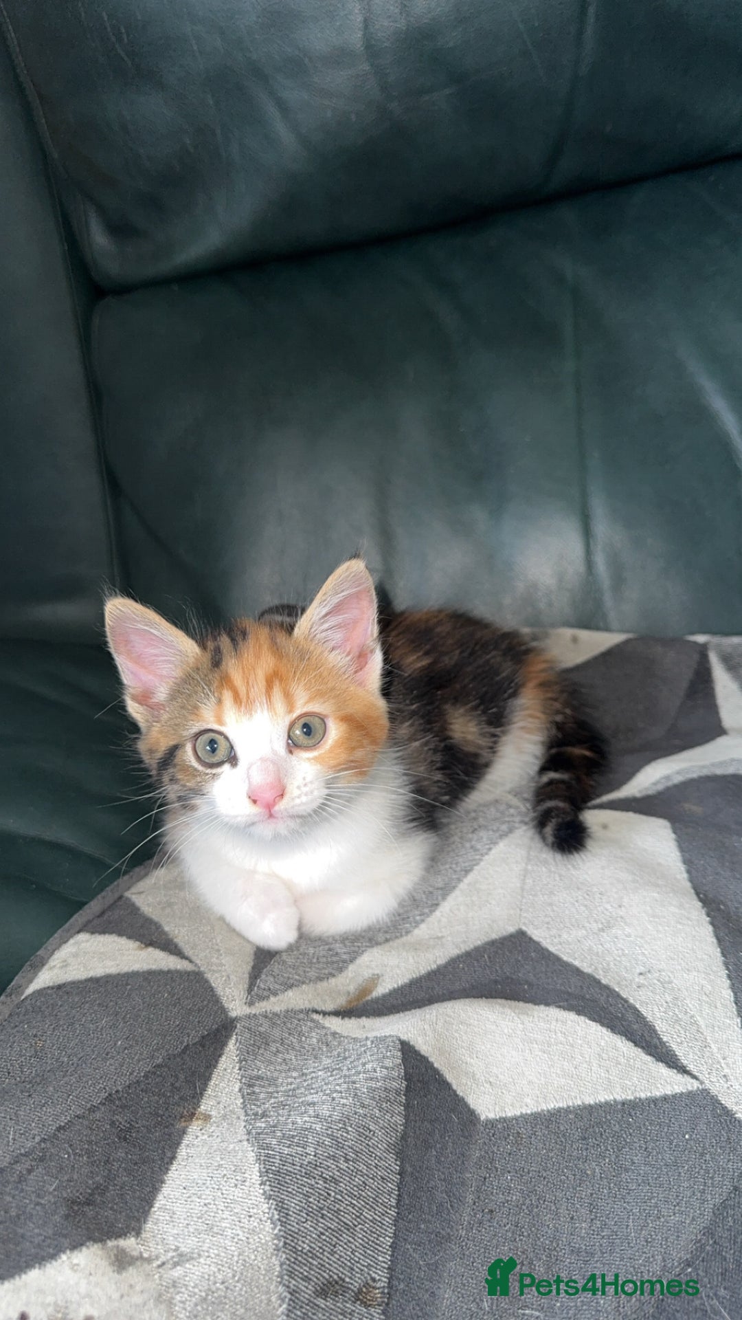 Domestic Shorthair cats for sale: 3 kittens to go  - Image 2
