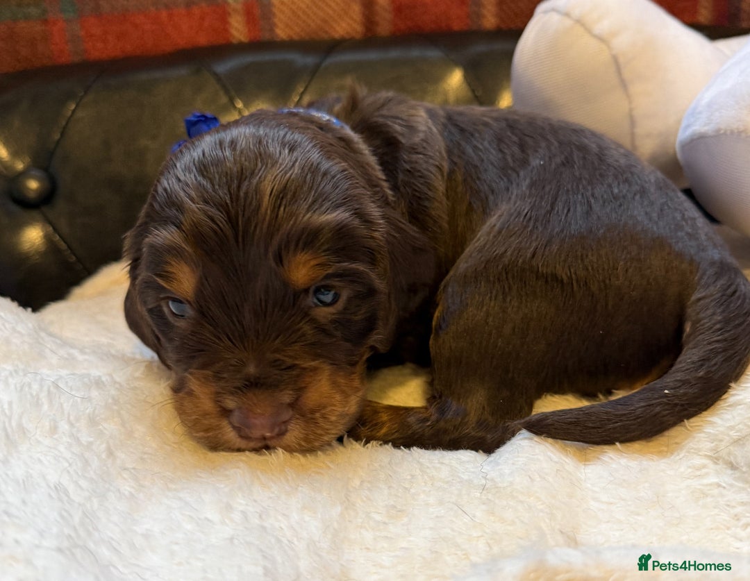 Cocker Spaniel dogs for sale: stunning chocolate and tri kc cocker spaniels - Advert 12