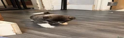 Akita dogs for sale: American Akita Puppies - Advert 9