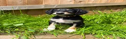 Saluki dogs for sale: Beautiful Saluki pups from champion lines - Advert 20