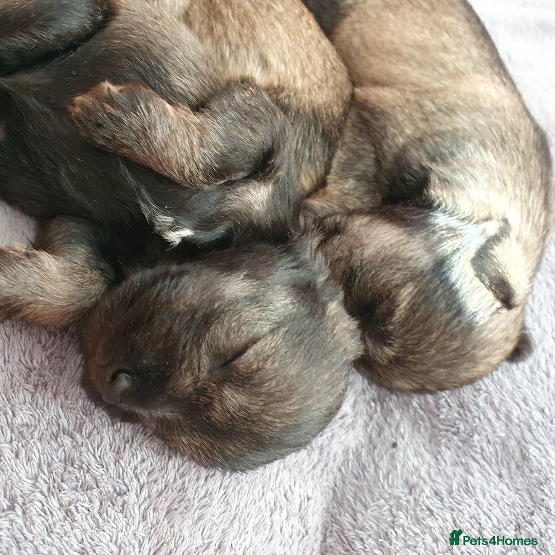 Miniature Schnauzer dogs for sale: Adorable Miniature Schnauzer Puppies - Image 5