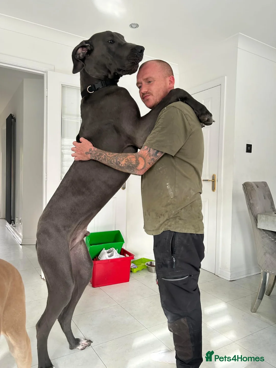 Great Dane dogs for stud: Great dane stud in Glasgow - Advert 1