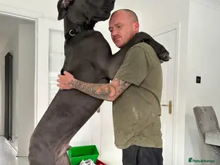 Great Dane dogs Great dane stud - Advert 1