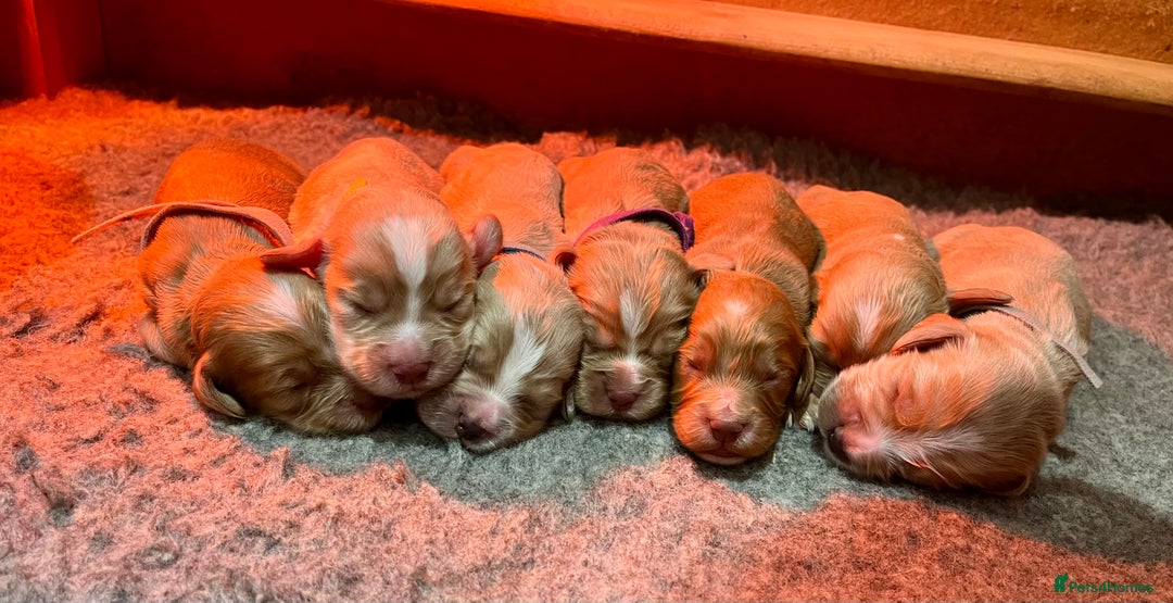 Cocker Spaniel dogs for sale: Stunning golden cocker spaniel puppies  - Image 4