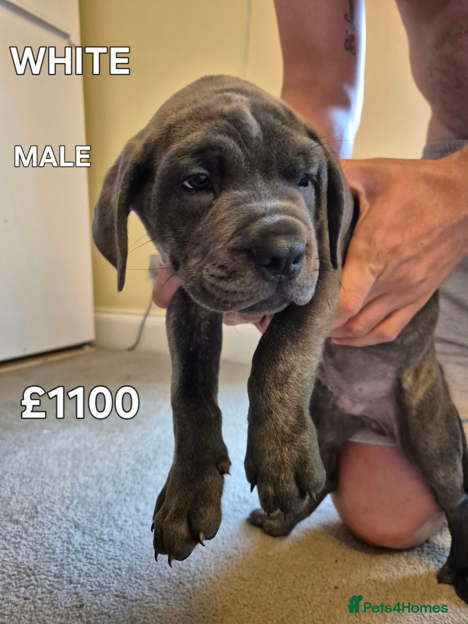 Cane Corso dogs CANE CORSO PUPS - READY TO GO - 4 LEFT - Advert 2