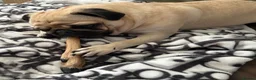 Pug dogs for sale: Rehoming Tank  in Cambridge - Advert 1