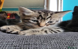 Mixed Breed cats for sale: 5 Beautiful kitten for sale - Image 6