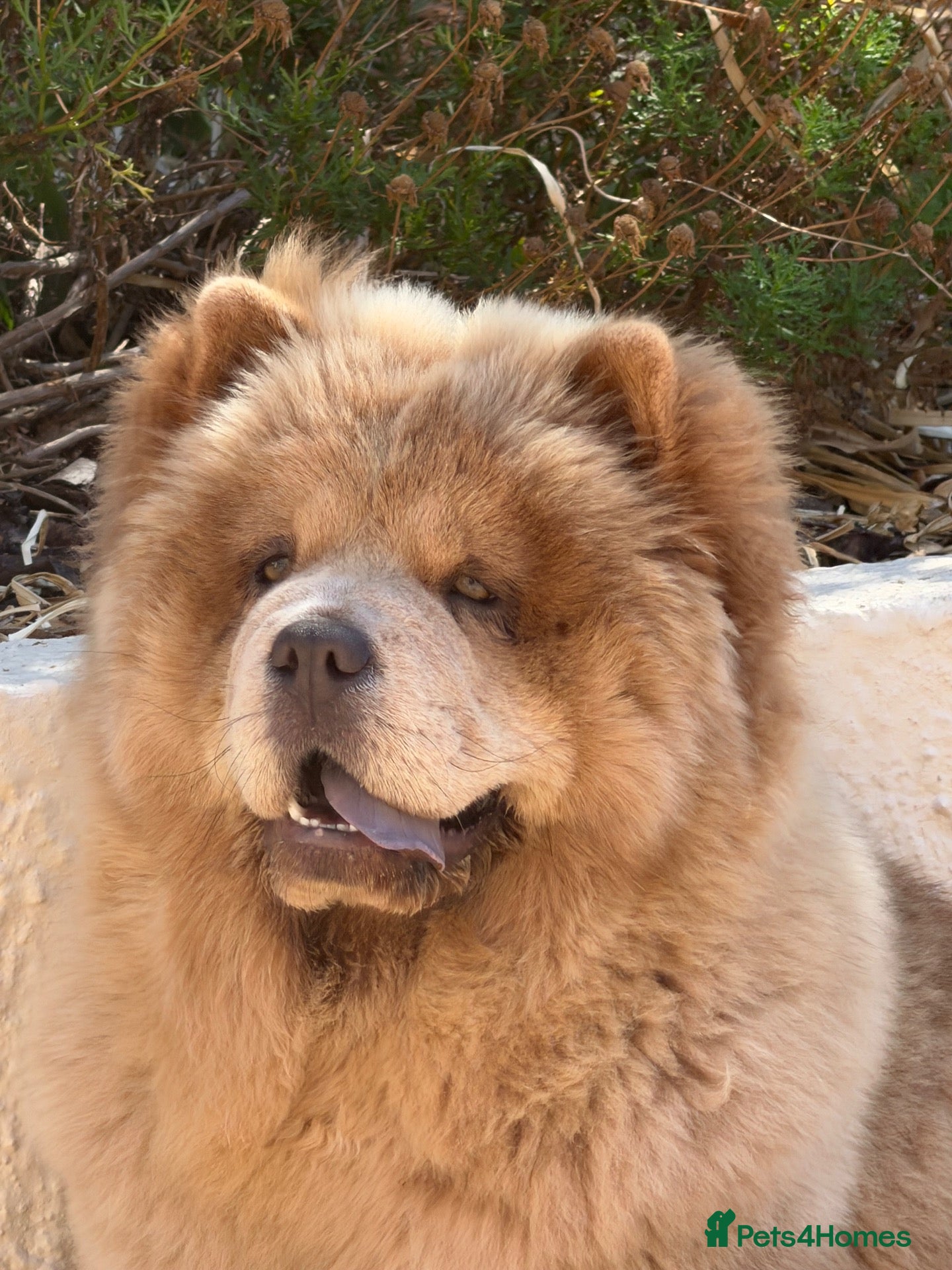 Chow Chow dogs Miss Alianah - Advert 3