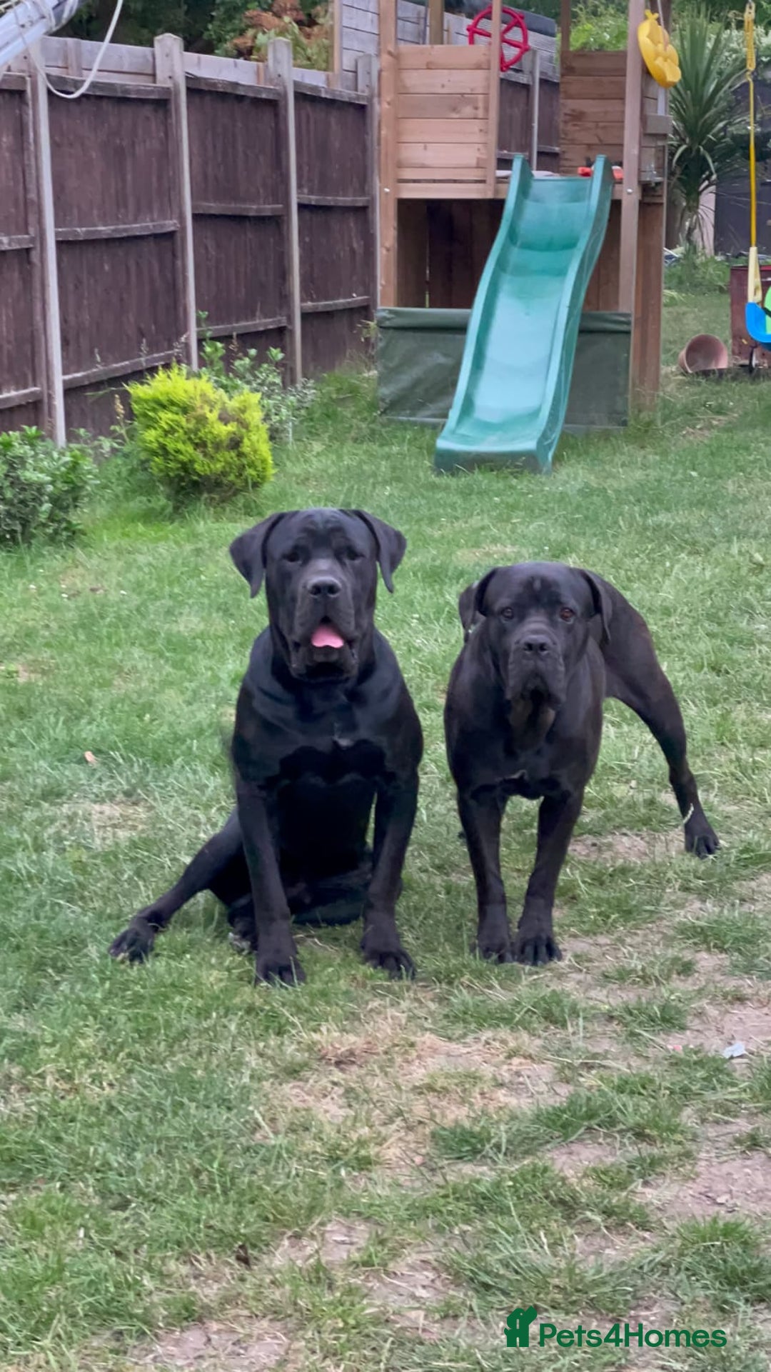Cane Corso dogs for sale: Champion Blood Line Cane Corso Puppies - Advert 16