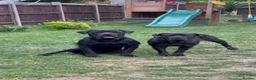 Cane Corso dogs for sale: Champion Blood Line Cane Corso Puppies - Advert 9