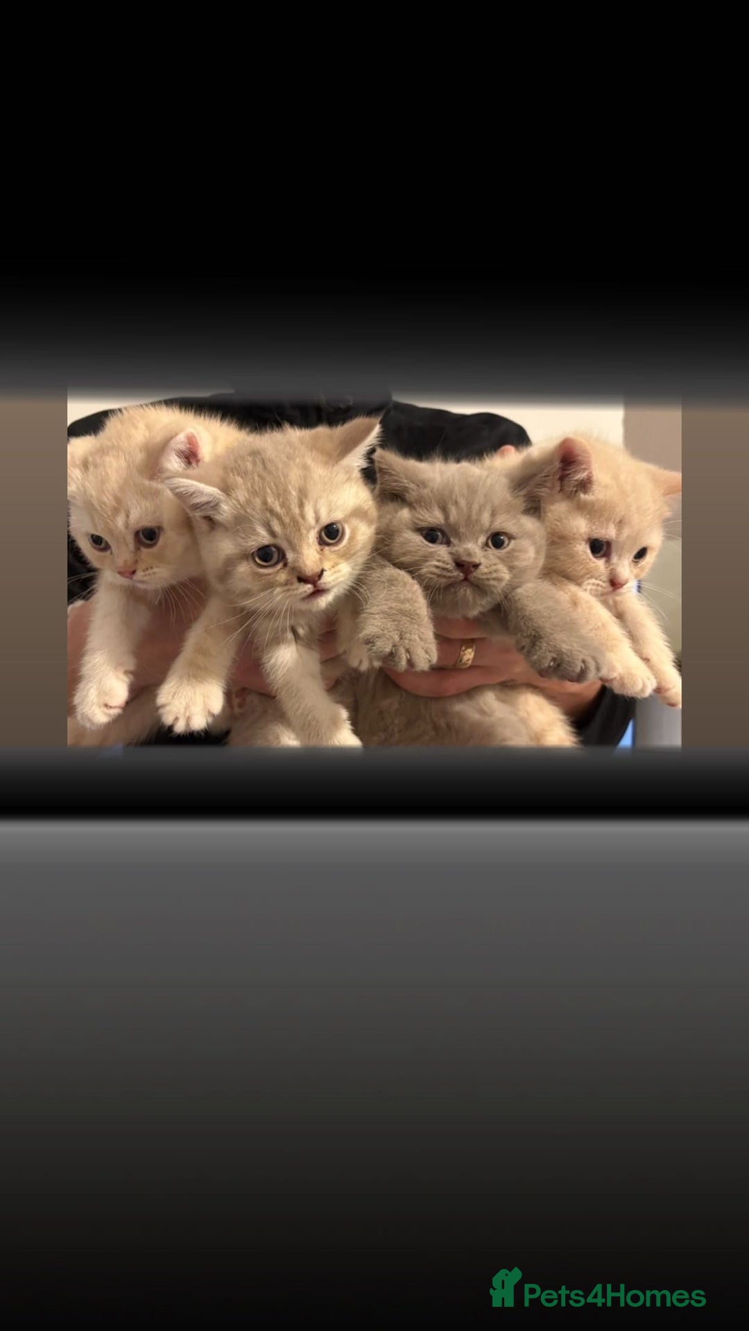 British Shorthair cats for sale: Female now available  - Advert 11