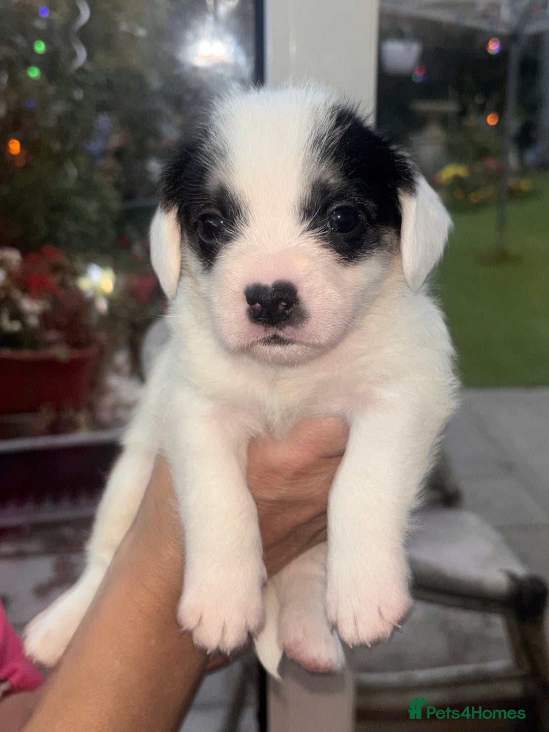 Mixed Breed dogs for sale:  Healthy Cavapoo x French Velvet Bulldog Puppies - Image 6