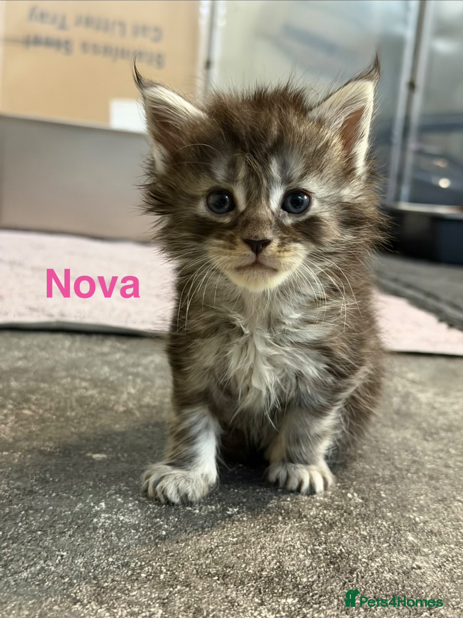 Maine Coon cats TICA Registered Maine Coon Kittens  - Advert 15