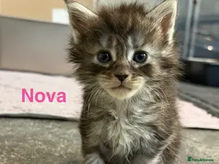 Maine Coon cats TICA Registered Maine Coon Kittens - Advert 15