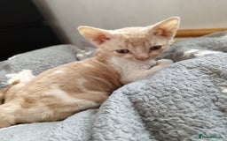 Domestic Shorthair cats for sale: 3 beautiful kittens - Image 18