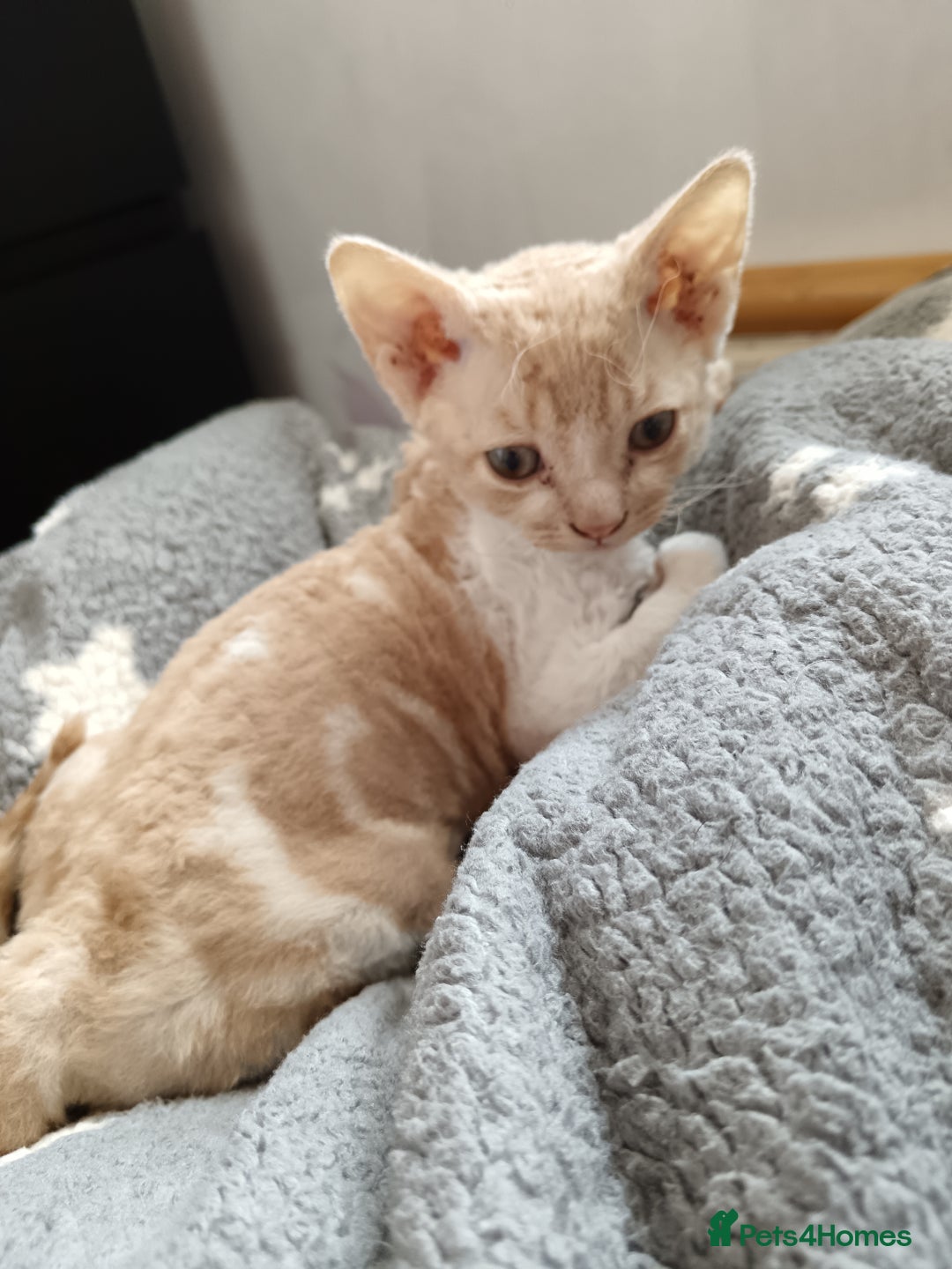 Domestic Shorthair cats for sale: 3 beautiful kittens - Image 18