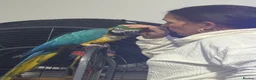 Macaws birds for sale: Blue and gold macaw 5 years old  - Advert 10