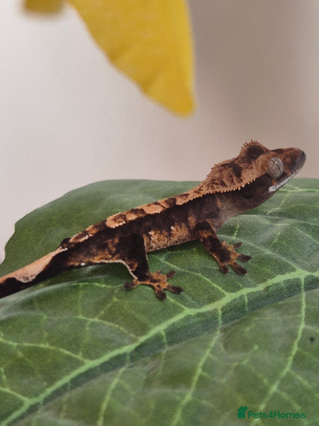 Gecko reptiles for sale: Beautiful Unsexed Crested Geckos ⬇️  - Image 10