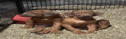 Rhodesian Ridgeback dogs for stud: Beautiful Rhodesian Ridgeback to Stud  in Lightwater - Advert 30