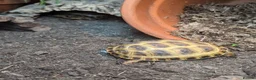 Tortoise reptiles for sale: Baby horsfield tortoises + setups  - Advert 8