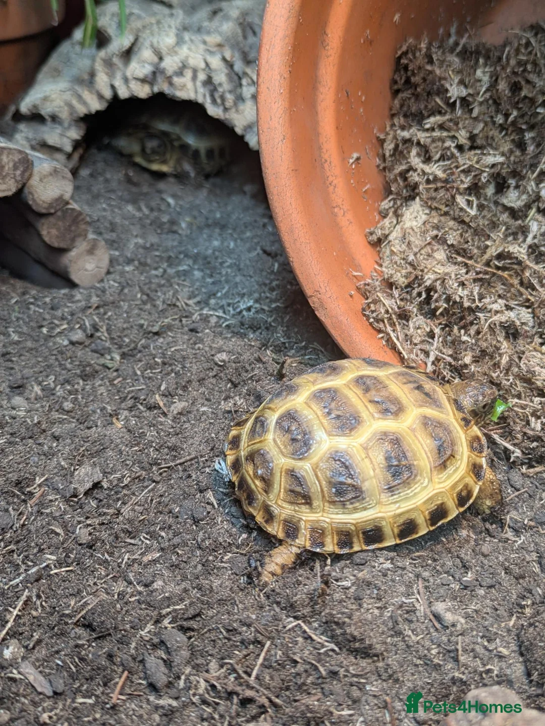 Tortoise reptiles for sale: Baby horsfield tortoises + setups  - Advert 8