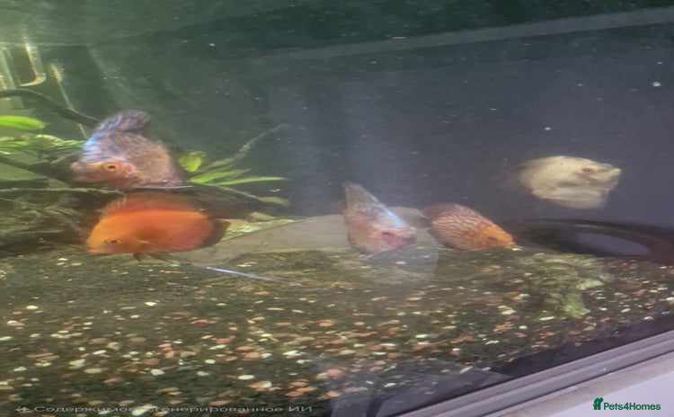 Discus fish - Advert 9
