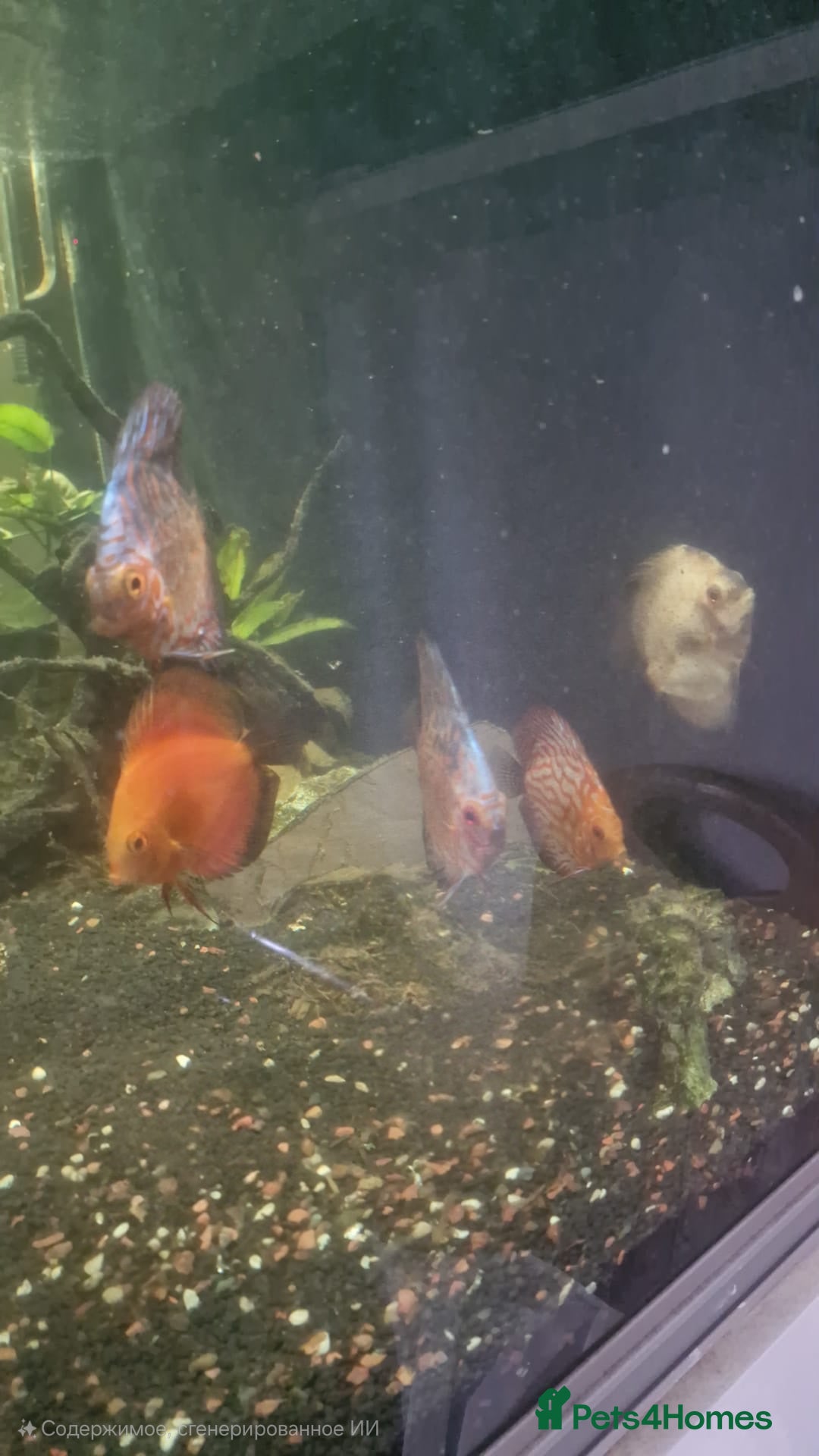 Discus fish for sale: Discuss for sale - Image 1