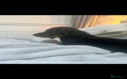 Miniature Dachshund dogs for sale: Adorable miniature dachshund long hair fully vac - Image 8
