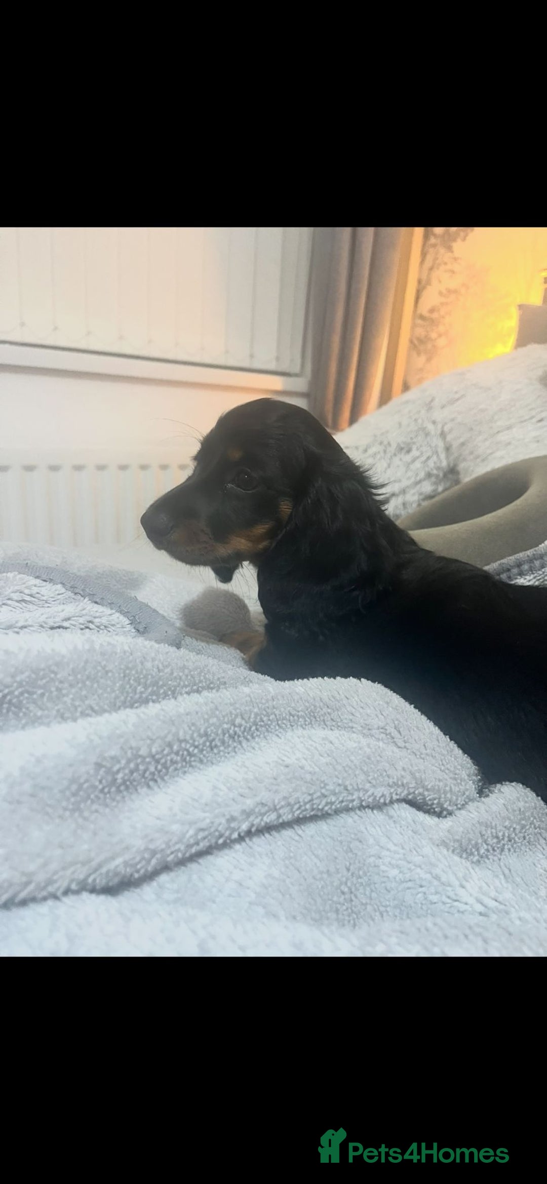 Miniature Dachshund dogs for sale: Adorable miniature dachshund long hair fully vac - Image 8