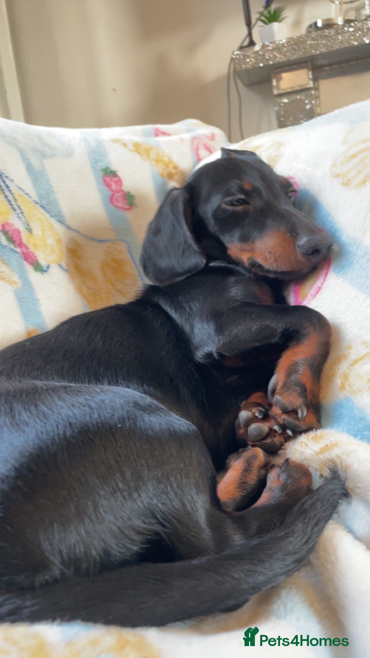 Miniature Dachshund dogs 7 month old pup looking to rehome  - Advert 2