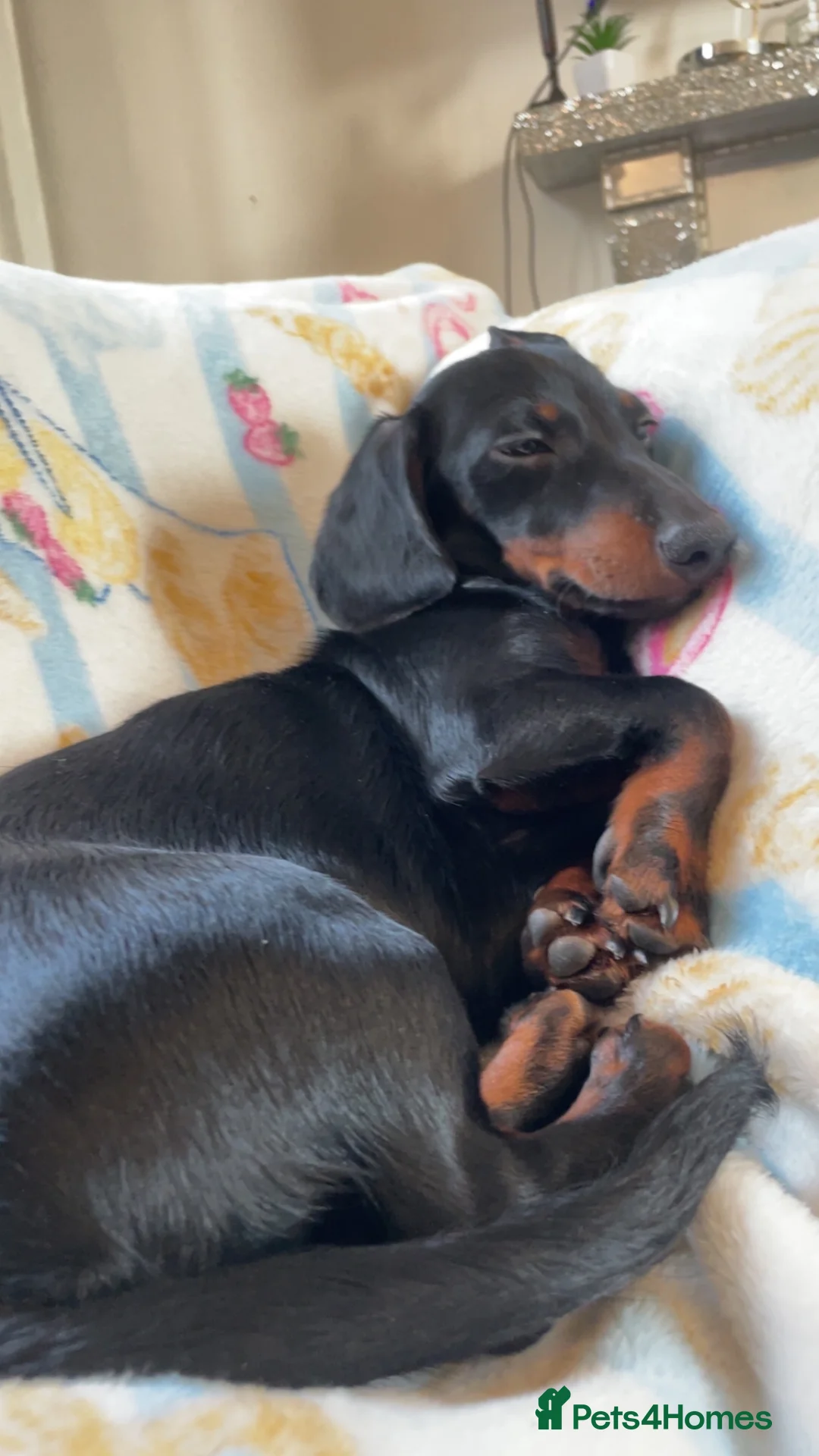 Miniature Dachshund dogs for sale: 5 month old pup looking to rehome  - Advert 1