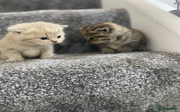 British Shorthair cats for sale: Gorgeous British shorthair kittens  - Image 19