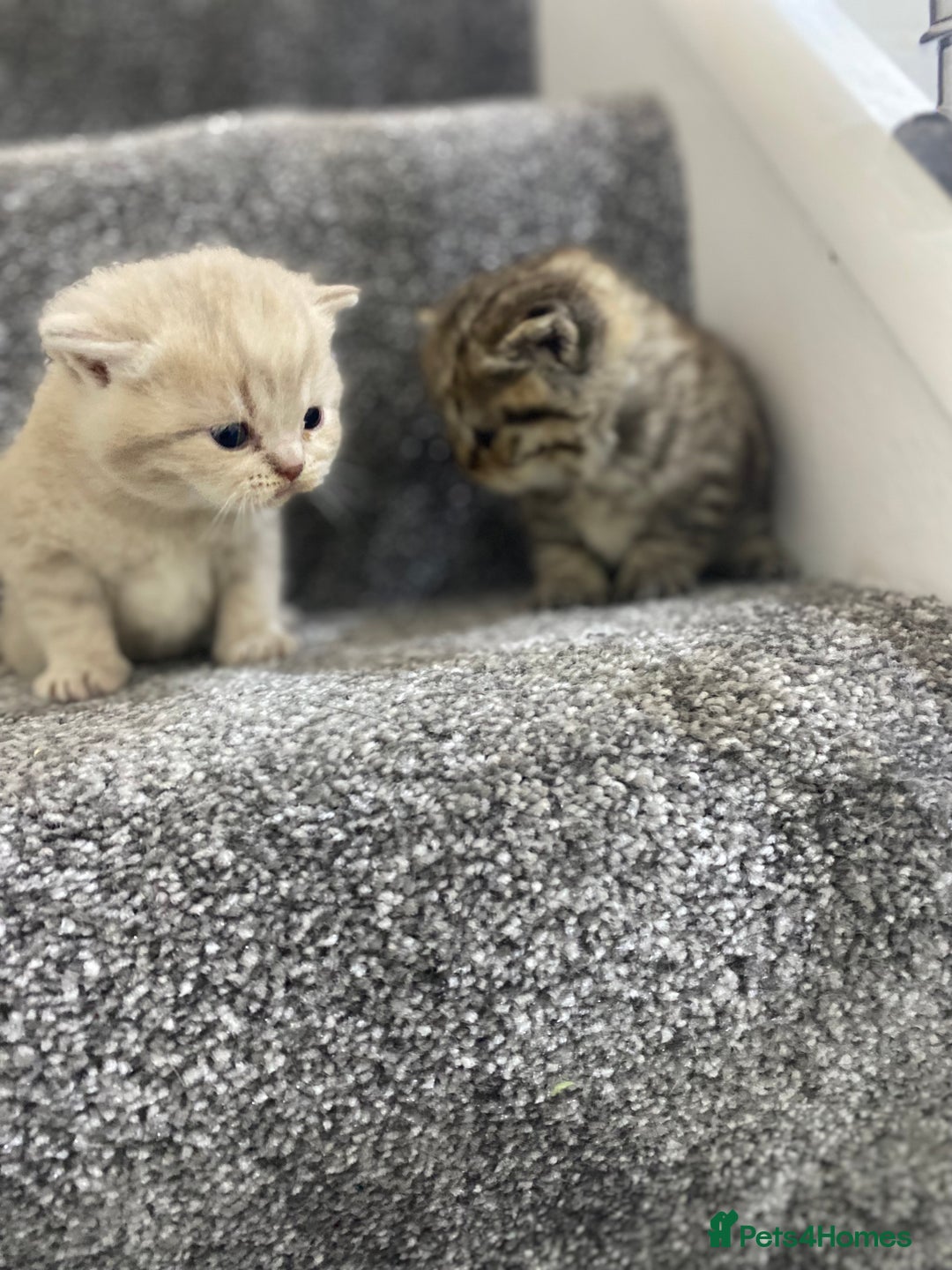 British Shorthair cats for sale: Gorgeous British shorthair kittens  - Image 19