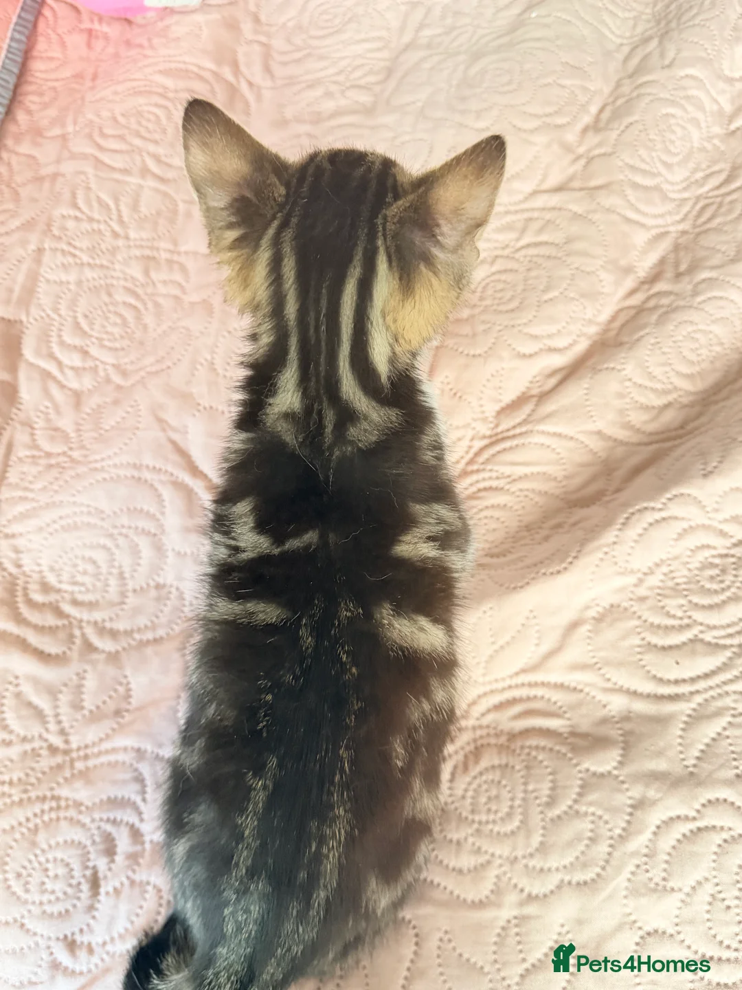 British Shorthair cats for sale: Purr-fect  **  Kittens Ready for new home - Advert 20