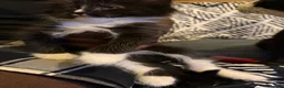 Mixed Breed cats for sale: Beautiful kittens  in Worcester - Advert 2