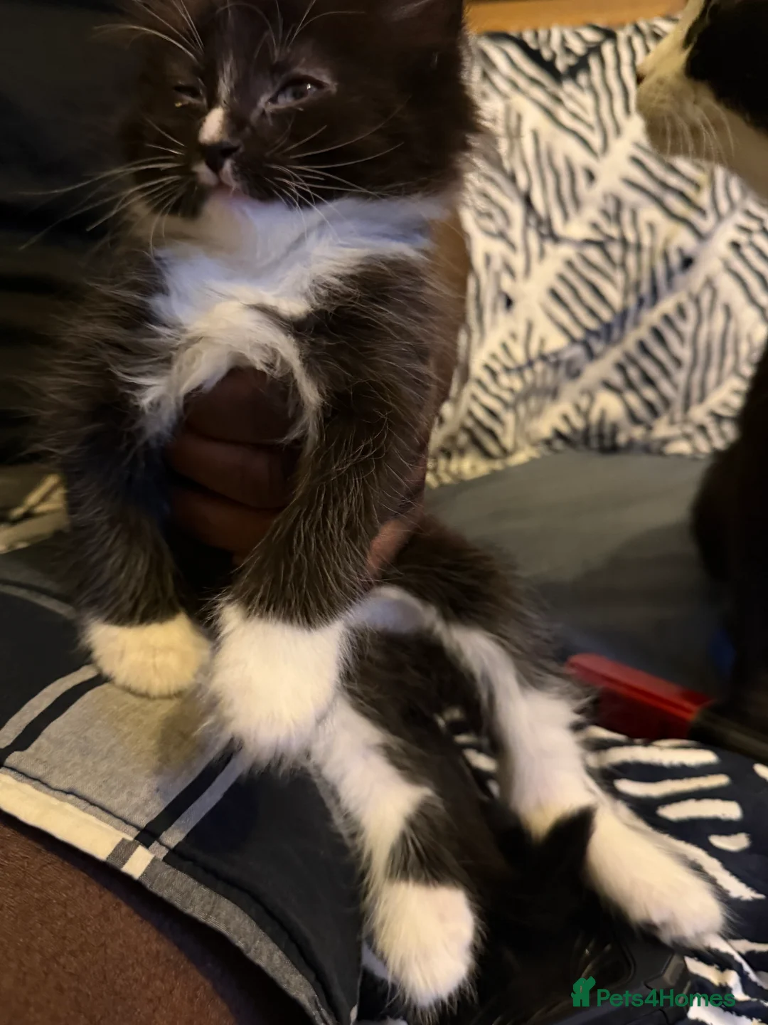 Mixed Breed cats for sale: Beautiful kittens  in Worcester - Advert 2