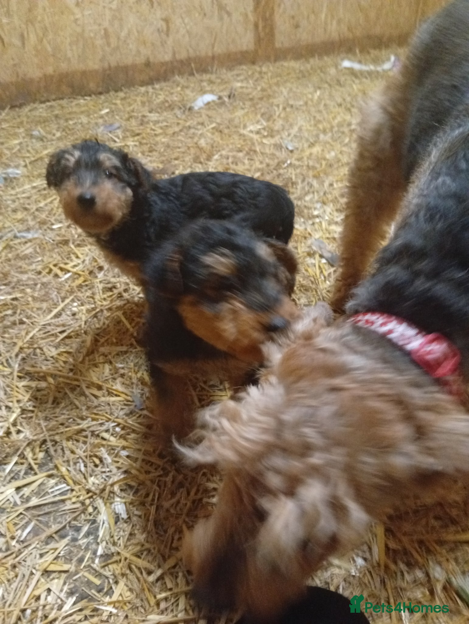 Airedale Terrier dogs Stunning Airedale puppies - Advert 1